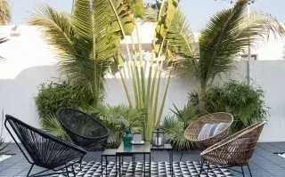 Sumar un poco de verde a tu terraza le dará vida y movimiento