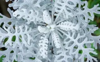 planta gris