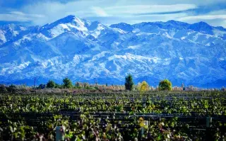 Viñedos y la cordillera de los Andes