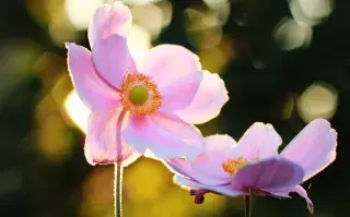 Anémonas, una de las flores ideales para el invierno.