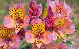 Astromelias, una de las flores ideales para el invierno.