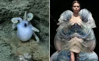 Streaming del Conicet desde el fondo del mar: la comparación de especies con looks de desfiles que es viral.