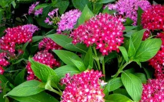 Basta del frío: las plantas que dan flores todo el año.