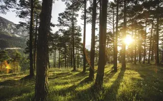 Día del árbol en la Argentina: ¿por qué se celebra hoy, 29 de agosto? Bosque de árboles