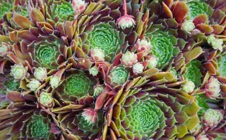 Para qué sirve la planta siempre viva y cómo se llama en la Argentina Para qué sirve la planta siempre viva y cómo se llama en la Argentina.