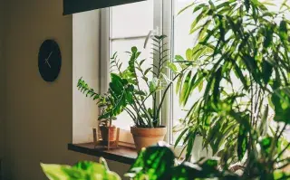 Foto de plantas de interior.