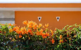 Foto de flores naranjas.