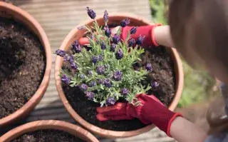 5 plantas que parecen lavanda pero florecen más y requieren menos cuidados Foto de lavanda.