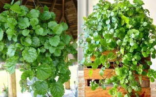 En el mundo de la jardinería ornamental, pocas especies reúnen tantas cualidades como el Plectranthus verticillatus, conocido popularmente como “planta del dinero”.
