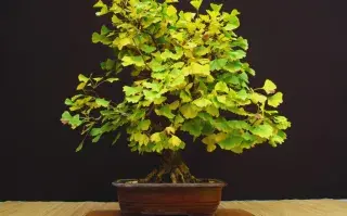 Foto de Ginkgo biloba en maceta