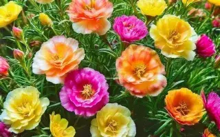 Las 3 plantas ideales para sembrar en diciembre y tener un patio con flores en verano