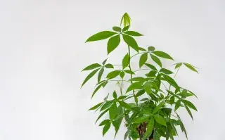 La planta que atrae prosperidad y se convirtió en la favorita del Feng Shui para decorar tu mesa