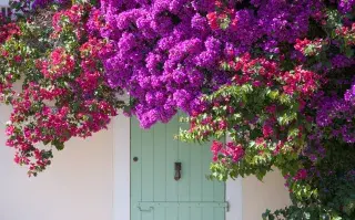 plantas_trepadoreras_4.jpg