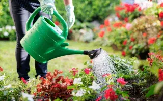 Foto de plantas regadas por mujer.