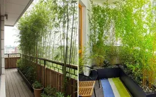La planta perfecta para crear privacidad en balcones urbanos