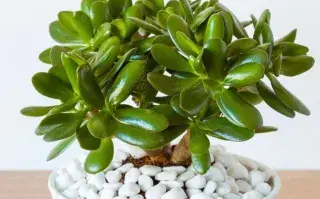El árbol que da la fortuna y crece en maceta: ¿Cuál es y por qué se recomienda?