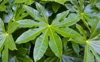 fatsia japonica