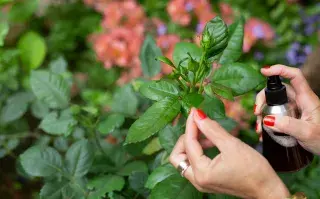 Foto de rosal.