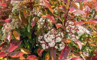 a Photinia Red Robin, especialmente en su versión formada como arbolito, aparece como una de las opciones más atractivas para sumar estilo sin sacrificar espacio.
