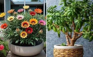 Foto de Gazanias y Árbol de jade: plantas que sobreviven al sol directo.