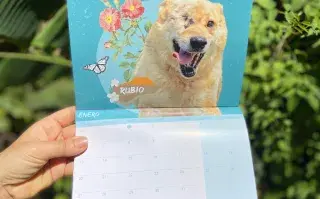 Foto del calendario 2025 de Rubio, que fue adoptado y estuvo muchos años esperando en una perrera.