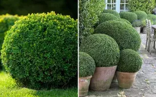 El boj (Buxus sempervirens) es una de las mejores opciones para quienes buscan recrear un bosque urbano en maceta.