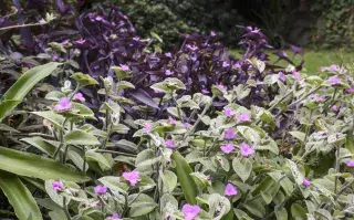 la Tradescantia pallida —también conocida como planta colgante morada o purple heart—. resiste a todo.
