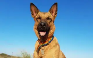 Alerta roja por ola de calor en Buenos Aires: consejos para cuidar a tus mascotas Cómo cuidar a tus mascotas durante la ola de calor.