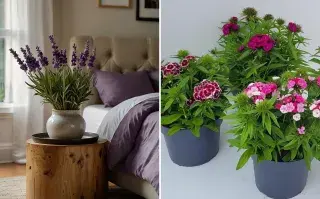 5 plantas de interior que repelen mosquitos: la decoración verde que vas a amar este verano Plantas que repelen mosquitos en el verano, y además decoran.