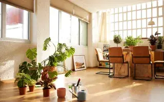 Foto de plantas en el hogar.