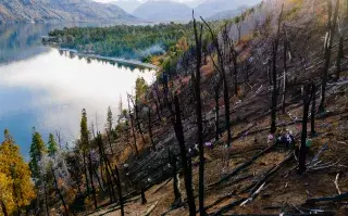 Qué dice la ley de Inviolabilidad de la Propiedad Privada que quiere modificar el Gobierno La ONG ReforestArg se ocupa de la restauración ecológica después del fuego: cómo es ese trabajo tan esencial.