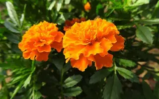 Clavel