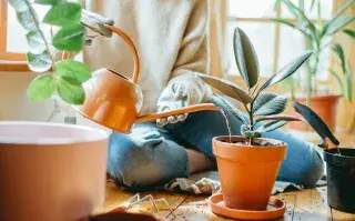 Este otoño, una especie empieza a desplazarla en livings y rincones de descanso por su estética más suave y su capacidad de adaptarse a espacios cálidos: el ficus elastica