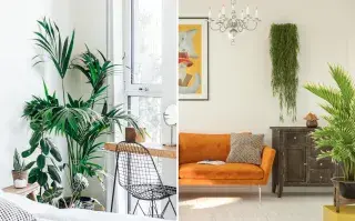La guía definitiva para mantener plantas en un departamento chico La guía definitiva para mantener plantas en un departamento chico.