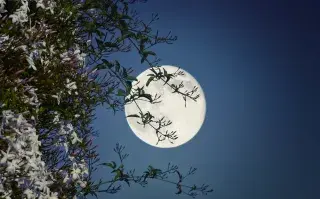 Luna de las Flores: cuál es su significado y cómo aprovechar su energía.
