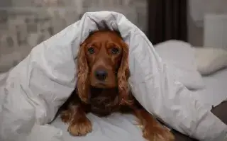 Esta es la señal de que un perro puede estar atravesando estrés, según una veterinaria Cinco consejos para proteger a las mascotas del frío
