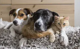 Foto de mascotas.