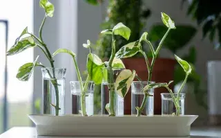 La propagación en agua es una de las formas más simples y económicas de multiplicar plantas en casa.