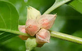 Ashwagandha-que-es-para-que-sirve-cuales-son-sus-beneficios-revista-ohlala.webp