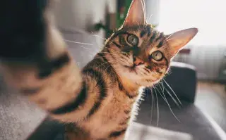 Según expertos, la premisa principal es que el baño no debe ser una rutina forzada ni idéntica para todos los animales