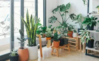 plantas-interior