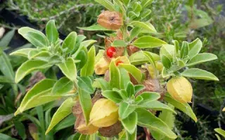 ashwagandha-(1).png