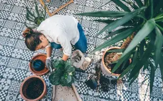 Las 5 plantas ideales para balcones de departamento que resisten el invierno balcon-(2).png