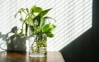 Foto de plantas que crecen en agua.