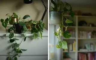 Plantas colgantes: las especies que siguen siendo tendencia este año Las plantas colgantes han demostrado que pueden adaptarse a distintos estilos decorativos, desde los más minimalistas hasta los más bohemios.
