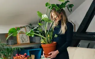 Plantas de interior que se llevan bien con la calefacción: 5 opciones que no se secan Foto de mujer con plantas.