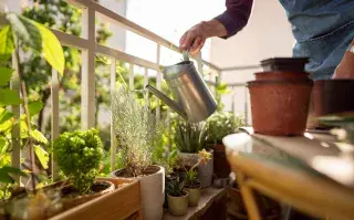 Qué plantar en julio en macetas para tener un balcón lleno de color en pocos meses Si contás con algunas macetas y unas horas de sol al día, todavía estás a tiempo de preparar tu balcón para que luzca vibrante en pocos meses