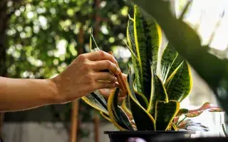 Enterrar una rama de canela en la tierra de las macetas: ¿para qué sirve y por qué lo recomiendan los expertos? planta con canela en la tierra