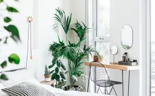 Plantas en un monoambiente: ideas para sumar verde sin perder espacio Plantas en un monoambiente