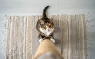 ¿Por qué los gatos rascan los muebles? La explicación veterinaria y cómo evitarlo sin retarlos gato rasca muebles